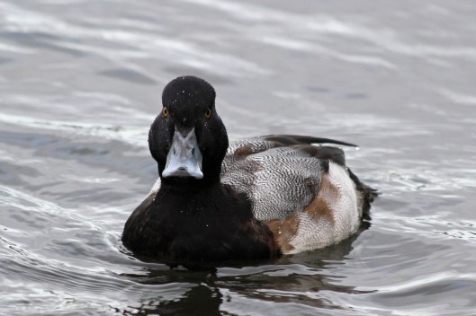 181219 scaup (6)