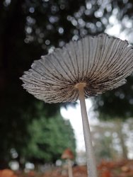 181227 fungi foray (13)