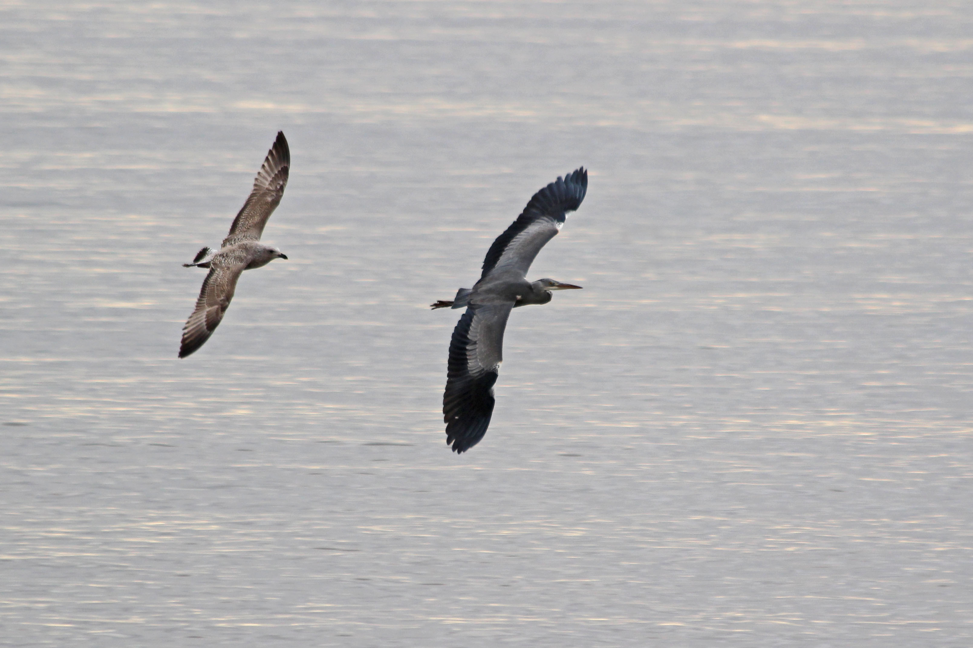 190111 gull vs grey heron