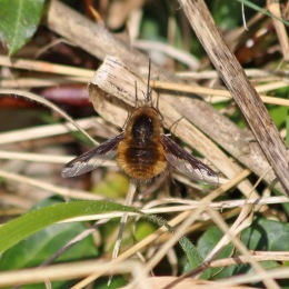 190326 (11) bee-fly