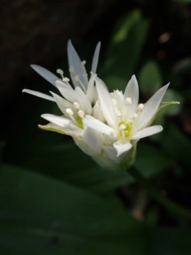 190420 ramsons (2a)