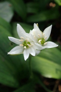 190420 ramsons (3a)