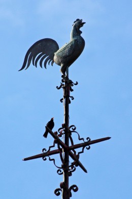 190530 blackbird on spire (1)