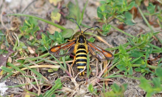 190710 six-belted clearwing (1)