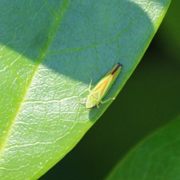 190730 Rhodo leafhopper (3)