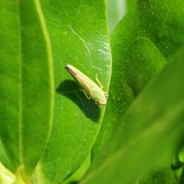 190730 Rhodo leafhopper (4)