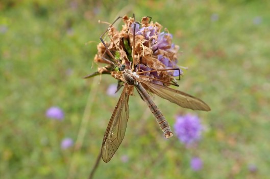 Marsh cranefly (2)
