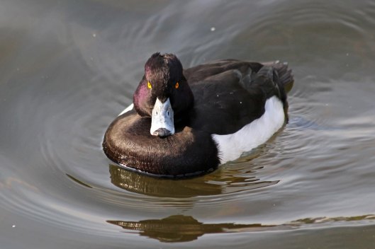 191104 tufted duck