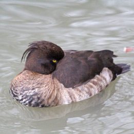 191121 tufted duck (1)