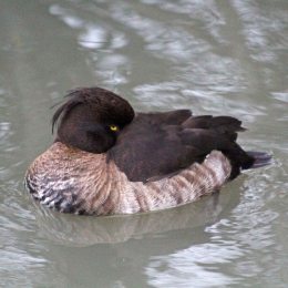 191121 tufted duck (6)