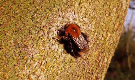 191229 tree bumblebee (2)