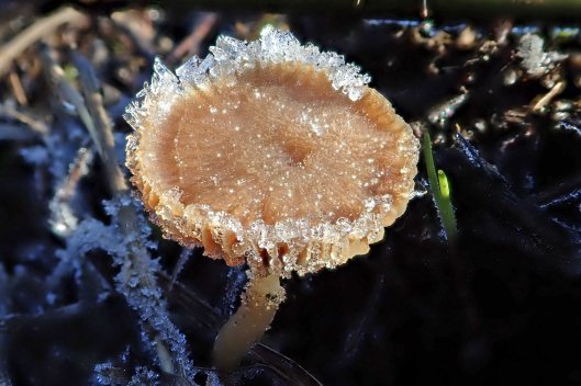 200119 frosty fungi (4)