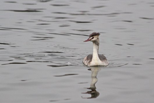 200125 great crested grebe (1)