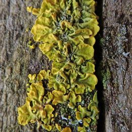 200225 lichen and fungi (2)