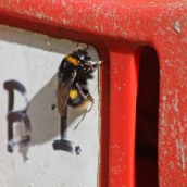 200404 4 buff-tailed bumblebee