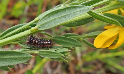 200605 knot grass moth larva (1)