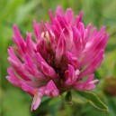200705 red clover