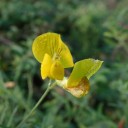 201012 meadow vetchling