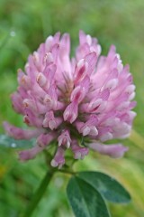 201115 7 red clover