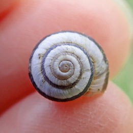 201128 striped snail (3)
