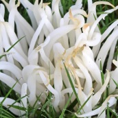 201224 14 White Spindles