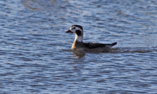 210103 long-tailed duck (1)