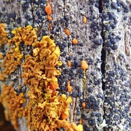 210105 fencepost lichen (2)