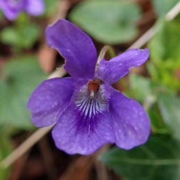 210321 Viola riviniana common dog (1)