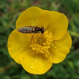 210518 buttercup hoverfly (2)