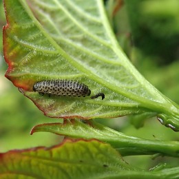 210608 viburnum beetle larvae (2)