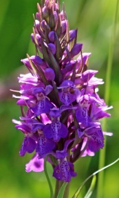 210616 southern marsh-orchid (2)
