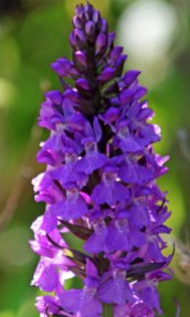210616 southern marsh-orchid (3)