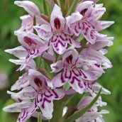 210625 common spotted-orchid (4)