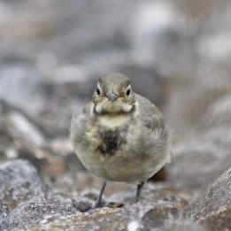 210721 pied wagtail fledgling (2)