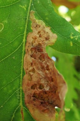 210830 profenusa pygmaea leafmine (3)