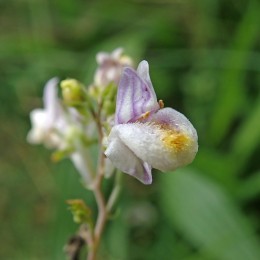 210926 pale toadflax (3)