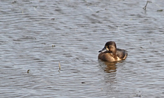 211007 ring-necked duck (4)
