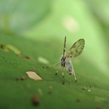 211020 moth fly (2)