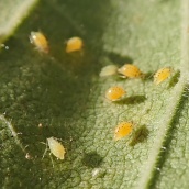 211206 aphids (3)