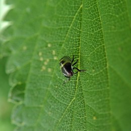 211219 nettles common green shieldbug 1st instar