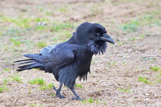 220104 voiceless raven