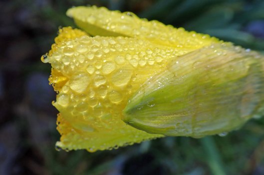 220206 damp daffodils (1)