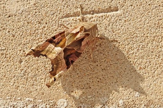 220326 colin moth (1)