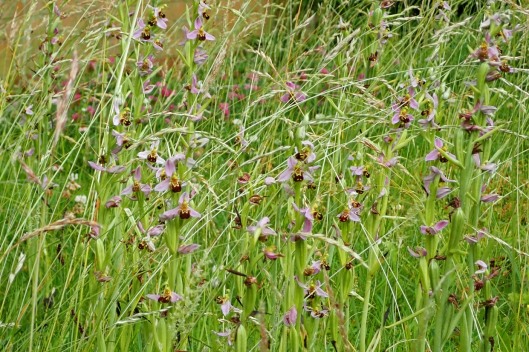 220629 bee orchids