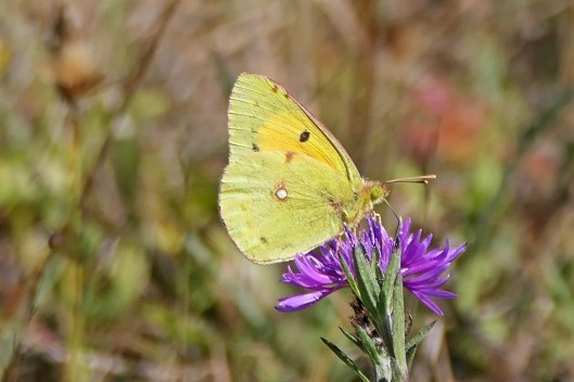 220815 clouded yellow