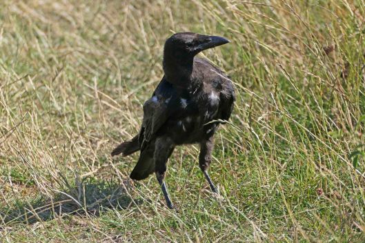 220822 juvenile carrion crow (1)
