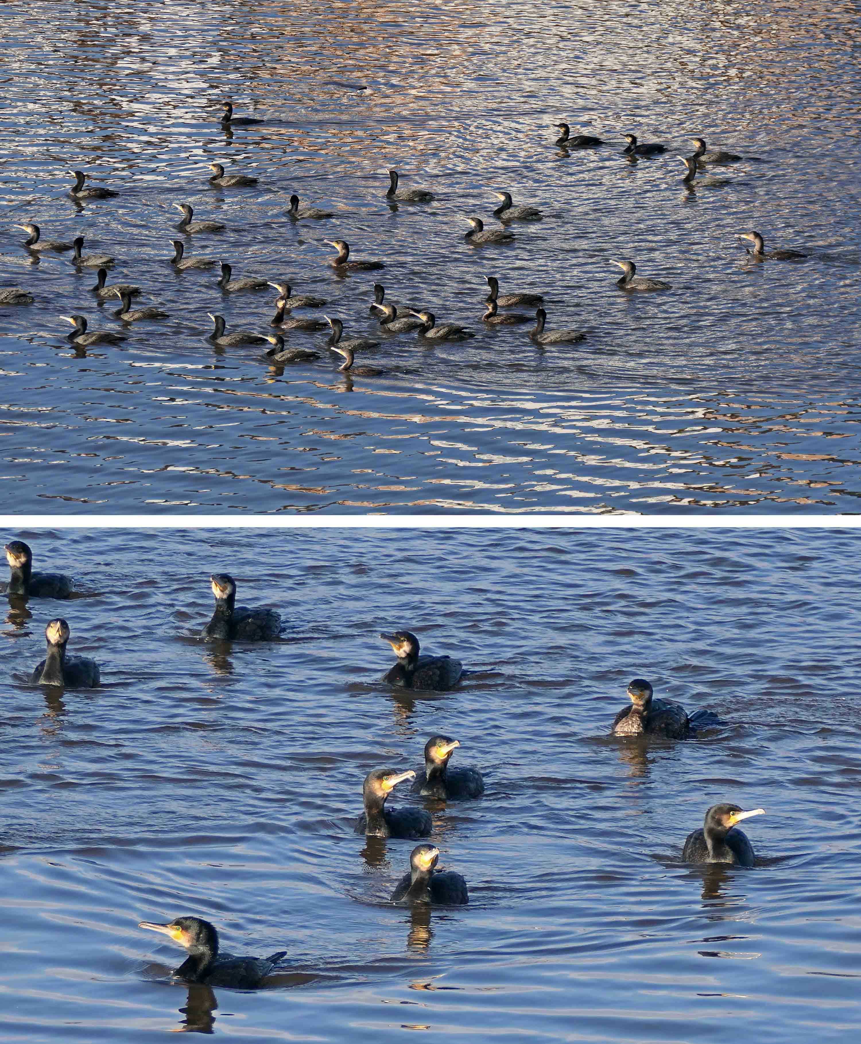 221206 rafting cormorants (2)