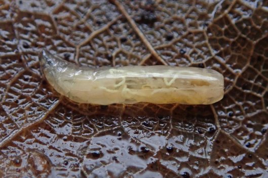 230206 phaonia larva (1)
