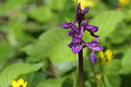 240421 early purple orchid
